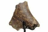 Fossil Hadrosaur Rib Section w/ Metal Stand - South Dakota #350623-1